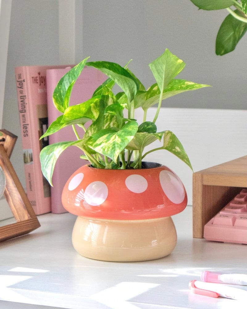 Shopzoki Mushroom Planter