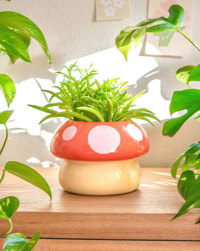 Shopzoki Mushroom Planter